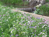Aménagement extérieur à Embrun, création d‘une pelouse fleurie